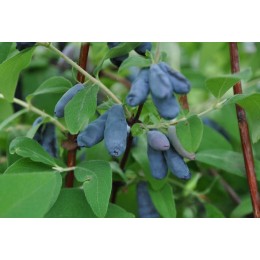 Жимолость Лазурная/ 1 шт.
