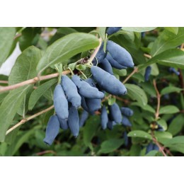 Жимолость Томичка/1 шт.