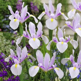 Ирис (луковичный) Кармен/ 5 шт. в уп.