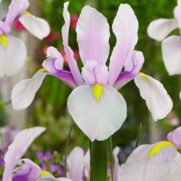 Ирис (луковичный) Кармен/ 5 шт. в уп.