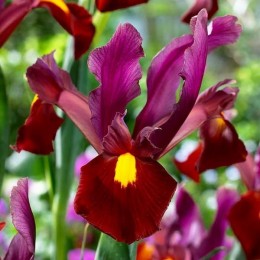 Ирис (луковичный) Ред Эмбер/ 5 шт. в уп.