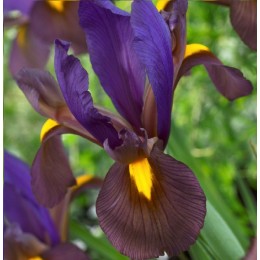 Ирис (луковичный) Тайгерай/ 5 шт. в уп.