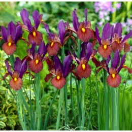 Ирис (луковичный) Тайгерай/ 5 шт. в уп.