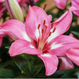 Лилия Розалинн/ 3 шт. в уп.