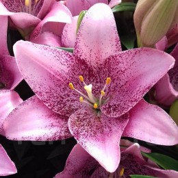 Лилия Свит Шугар/ 3 шт. в уп.