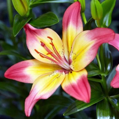 Лилия Хертстрингс/ 3 шт. в уп.