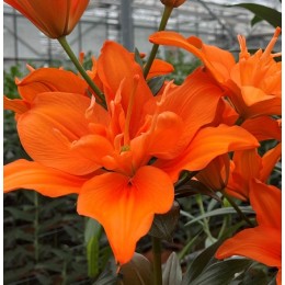 Лилия Алани/ 3 шт. в уп.