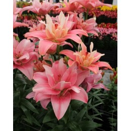 Лилия Баттерфляй Блоссом/ 3 шт. в уп.