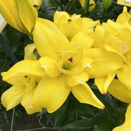 Лилия Кросскоурт/ 3 шт. в уп.