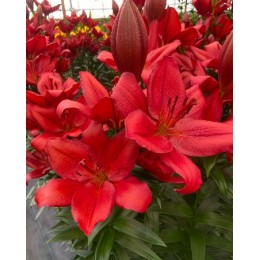 Лилия Кандинский/ 3 шт. в уп.