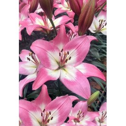 Лилия Пинк Глосси/ 3 шт. в уп.