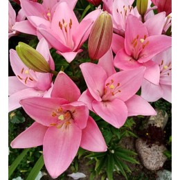 Лилия Чайковский/ 3 шт. в уп.