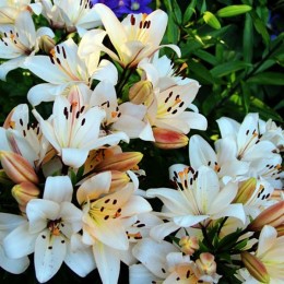 Лилия Шампань Диамонд/ 3 шт. в уп.