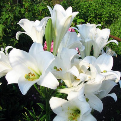 Лилия Уайт Триумфатор/ 3 шт. в уп.