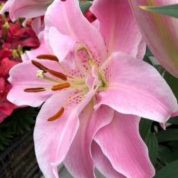 Лилия Мэджик Принцесс/ 3 шт. в уп.