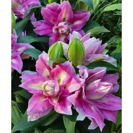 Лилия Фокси Спринг Сюрприз/ 3 шт. в уп.