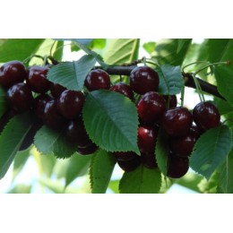 Дюк Ночка/ 1 шт.