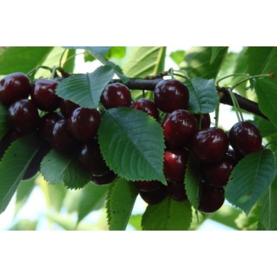 Дюк Ночка/ 1 шт.