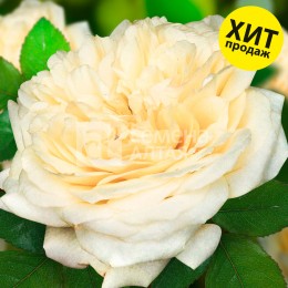 Роза Шампань/Сем Алт/1шт. в коробке
