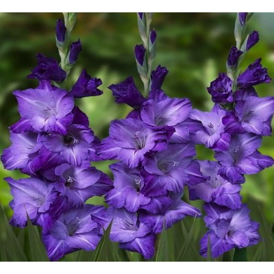 Гладиолус Блю айл/ 10 шт. в уп. Гладиолус Блю айл/ 10 шт. в уп.