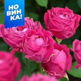 Роза Рич Бабблз/Сем Алт/1 шт. в коробке
