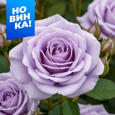 Роза Стерлинг Сенсейшн/Сем Алт/1 шт. в коробке