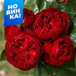 Роза Эротик Рококо/Сем Алт/1 шт. в коробке