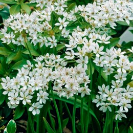 Лук декоративный (Аллиум) неаполитанский/ 10 шт. в уп.