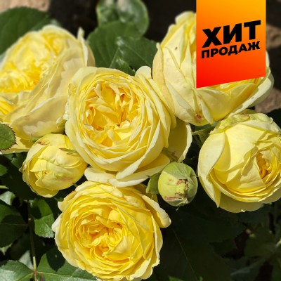 Роза Каталина/Сем Алт/1шт. в коробке