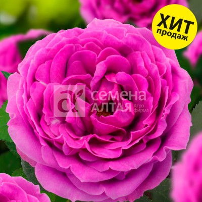 Роза Найт Сити/Сем Алт/1шт. в коробке Роза Найт Сити/Сем Алт/1шт. в коробке