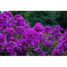 Флокс Никки/ 2 шт. в уп.