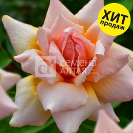 Роза Стелла магна (3-х летка)/Сем Алт/1шт. в коробке