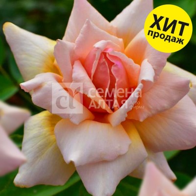 Роза Стелла магна (3-х летка)/Сем Алт/1шт. в коробке