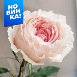 Роза Тсумуги (3-х летка)/Сем Алт/1шт. в коробке