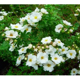 Лапчатка Маунт Эверест/ 1 шт.