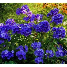 Флокс Блю Парадайз/ 2 шт. в уп.