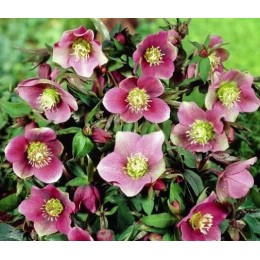 Морозник Монсежур/ 1 шт. в уп.