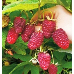 Малина Рубиновое ожерелье (ремонтантная)/1 шт.