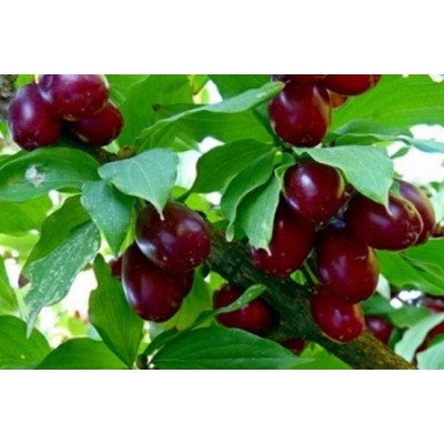 Кизил Волгоградский/ 1шт. Кизил Волгоградский/ 1шт.