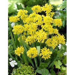 Лук декоративный (Аллиум) Моли золотой/ 10 шт. в уп.