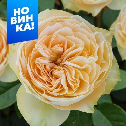 Роза Шампань Рококо/Сем Алт/1 шт. в коробке