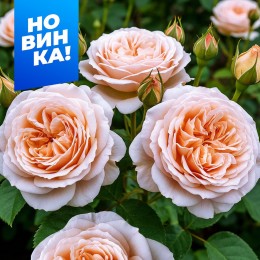 Роза Шарль де Нерво/Сем Алт/1 шт. в коробке