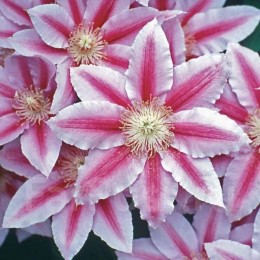 Клематис Биз Юбилей/ 1 шт. в уп.