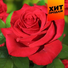 Роза Самурай/Сем Алт/1шт. в коробке