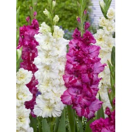 Гладиолус Смесь Плам энд Крем/ 10 шт. в уп.