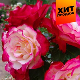 Роза Принц Монако (3-х летка)/Сем Алт/1шт. в коробке