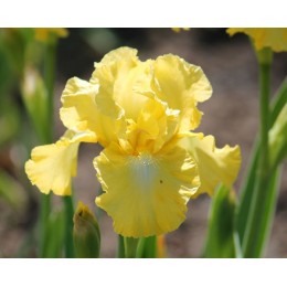 Ирис Лемон Поп/ 1 шт. в уп.