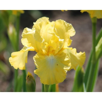 Ирис Лемон Поп/ 1 шт. в уп.