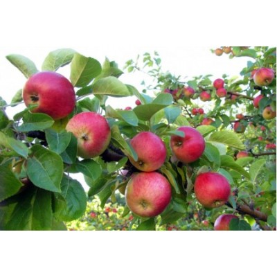 Яблоня Медуница/ 1 шт. Яблоня Медуница/ 1 шт.