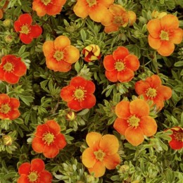 Лапчатка Сансет/ 1 шт.